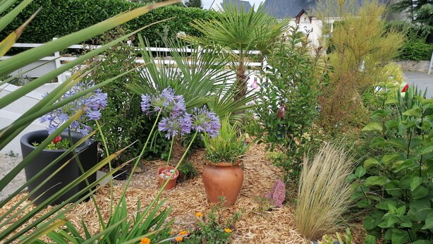 Ein Garten mit verschiedenen Kübelpflanzen und Blumen, einem weißen Zaun und einem mit Holzschnitzeln belegten Pfad.