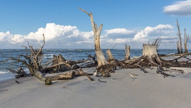 A beach with several dead trees and driftwood scattered along the shoreline.