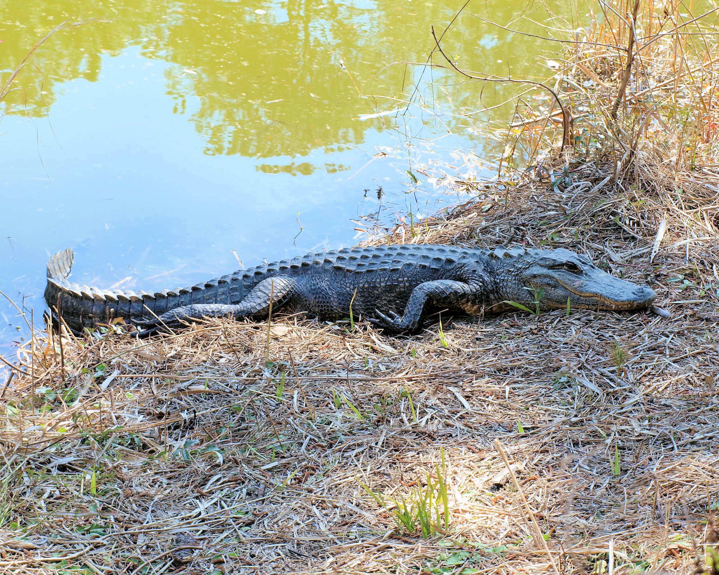 An alligator resting by a body of water.