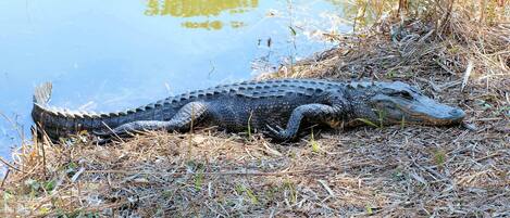 An alligator resting by a body of water.