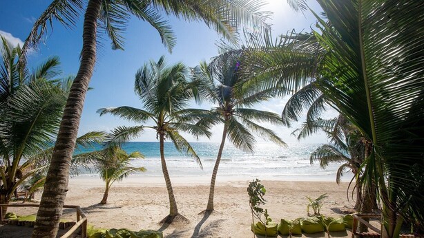 A beach with palm trees and a wooden walkway leading to the shore.