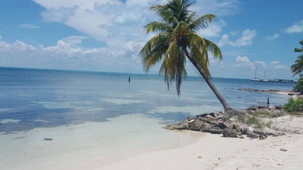 A beach with clear turquoise water, a palm tree, and a rocky shoreline. - Marysol edificio blanco depto 1 Isla Mujeres (Isla Mujeres)