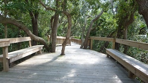A wooden boardwalk with benches, surrounded by trees.