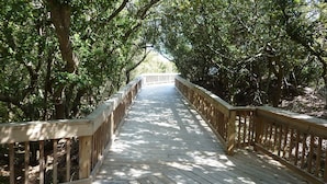 A wooden boardwalk surrounded by trees.