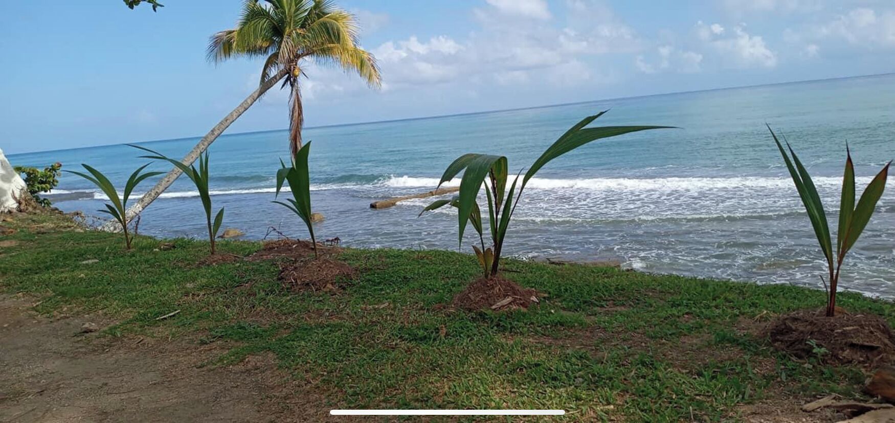 A coastal view with a palm tree and green plants on the beach.