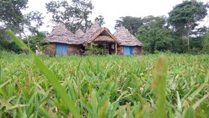 A traditional thatched-roof house with a central door and two side entrances, surrounded by lush green vegetation. - Ngerengere River Eco camp (Ubena Bwawani)