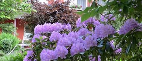 Tuin