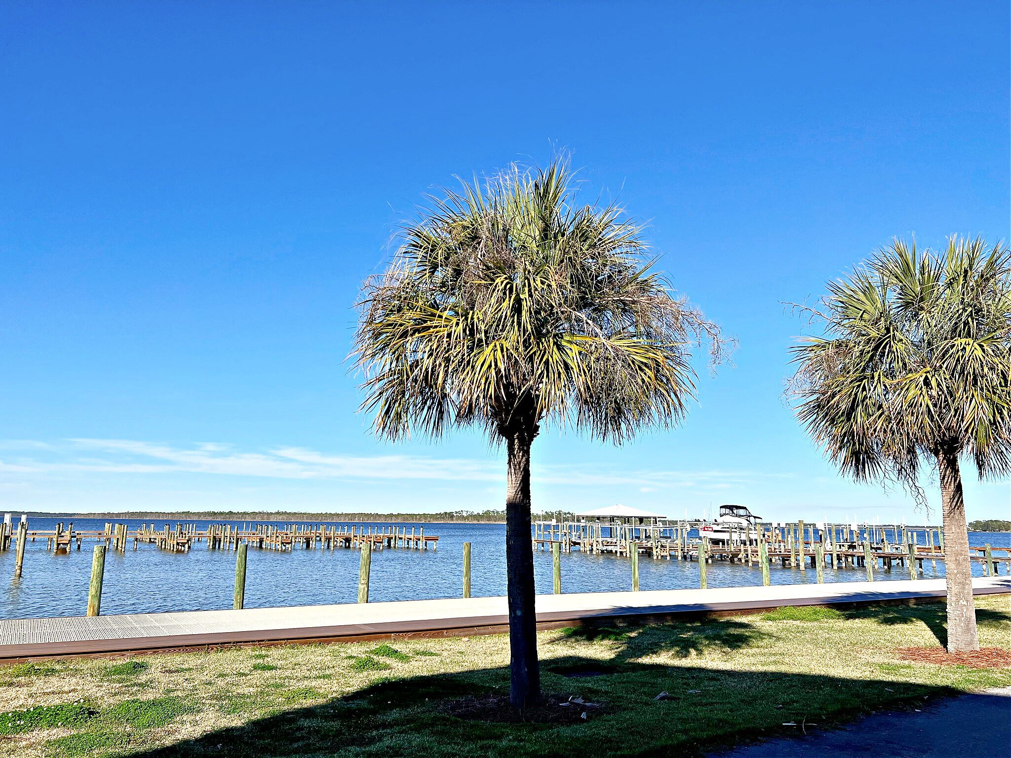 A waterfront park with two palm trees, a wooden dock, and a clear blue sky.