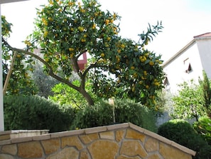 Jardin