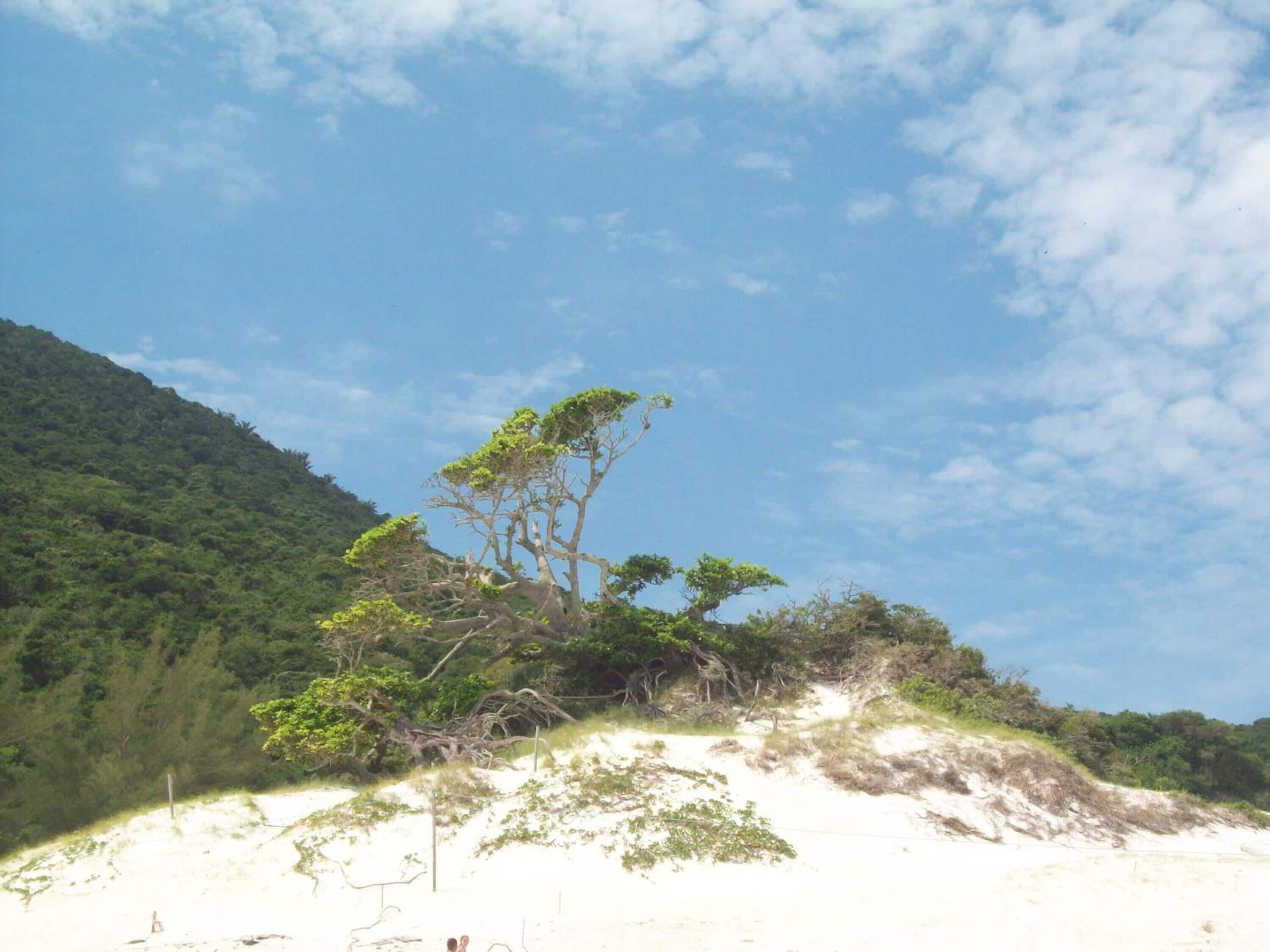 Una spiaggia con un albero imponente su una duna sabbiosa, circondata da una fitta foresta.