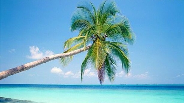 A clear view of a beach with a single palm tree and turquoise water.