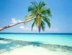 Une vue dégagée sur une plage avec un seul palmier et une eau turquoise.