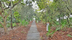 Un sendero de madera bordeado por árboles y plantas, que conduce a un edificio blanco.