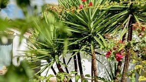 A garden with palm trees and red flowers. - Hotel Rancho Los Lobos (Jimena de la Frontera)