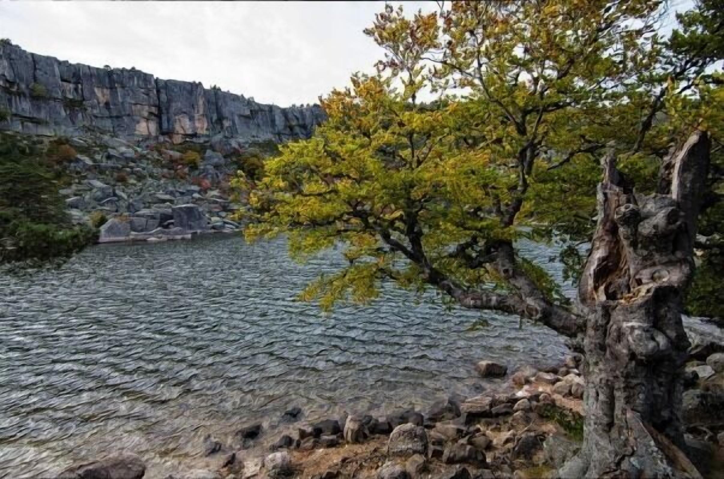 A rocky riverbank with a tree in the foreground.