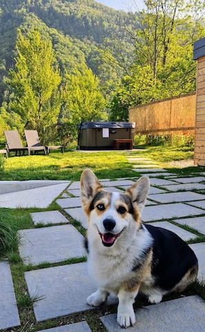 A dog sitting on a stone patio with a grassy yard and a wooden fence in the background.