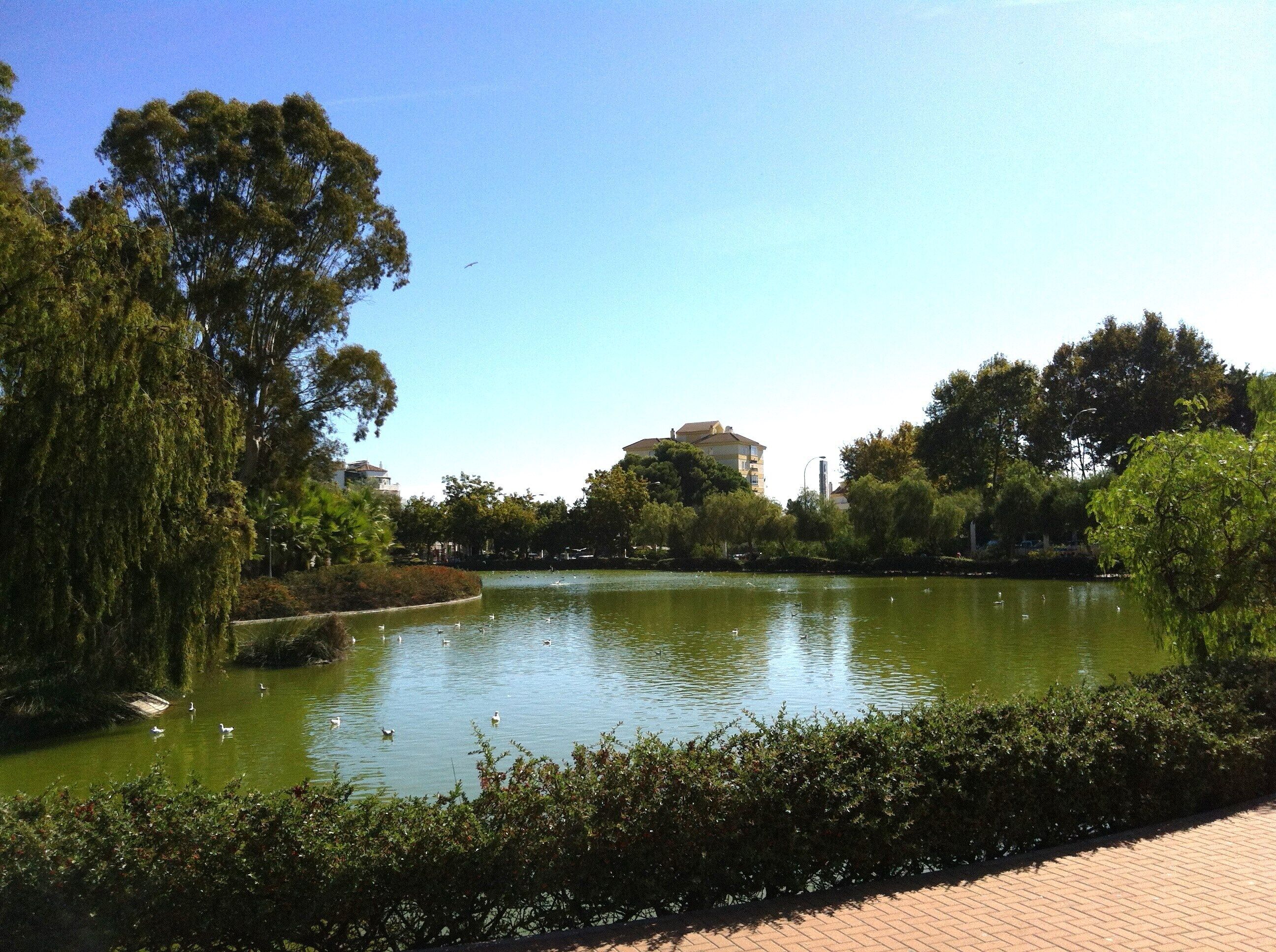 A tranquil park with a pond, surrounded by lush greenery and a clear blue sky.