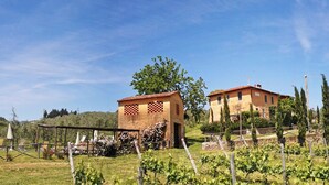 A vineyard with rows of grapevines and a small building with a checkered window design.