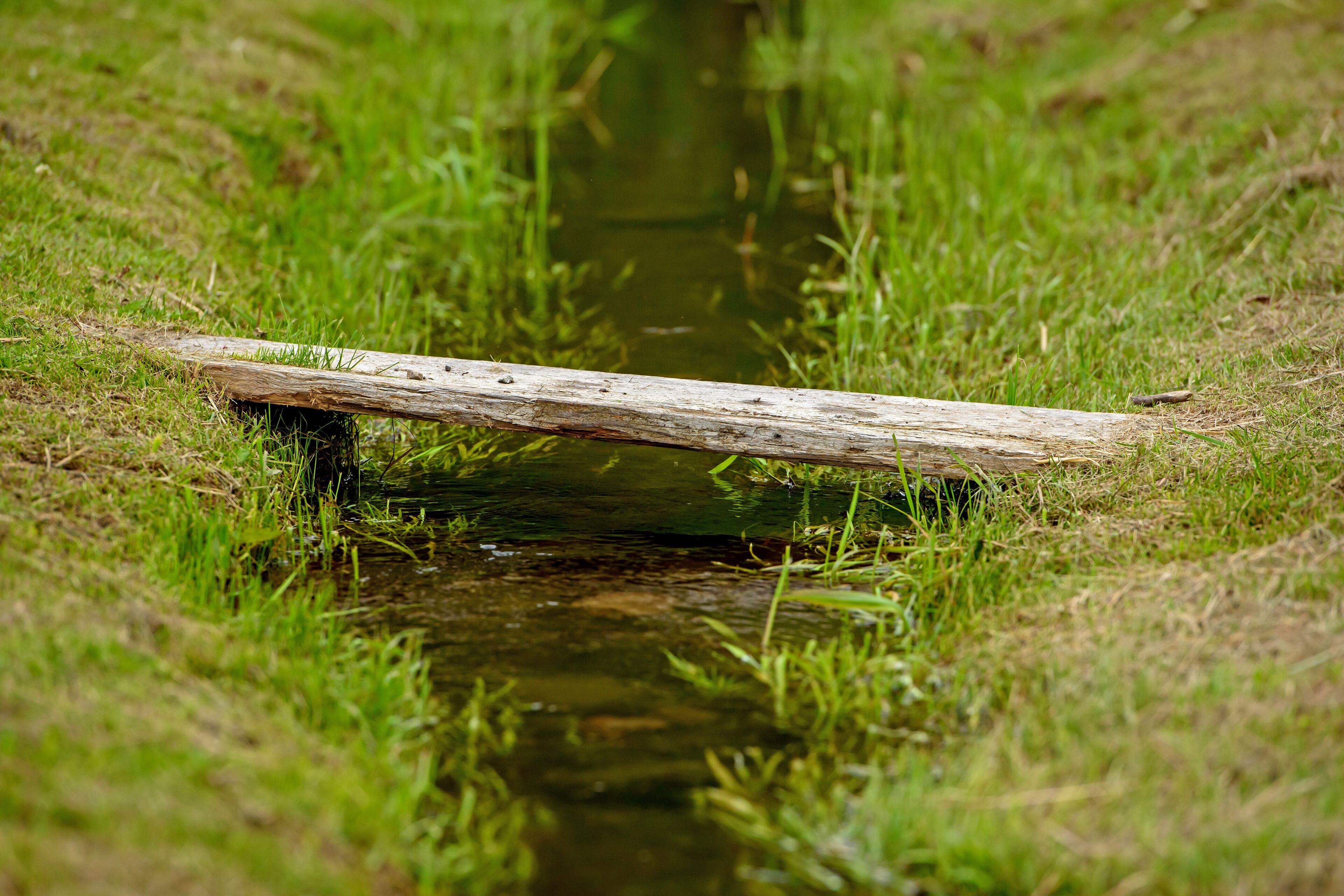 A narrow stream with a wooden plank crossing over it, surrounded by green grass.