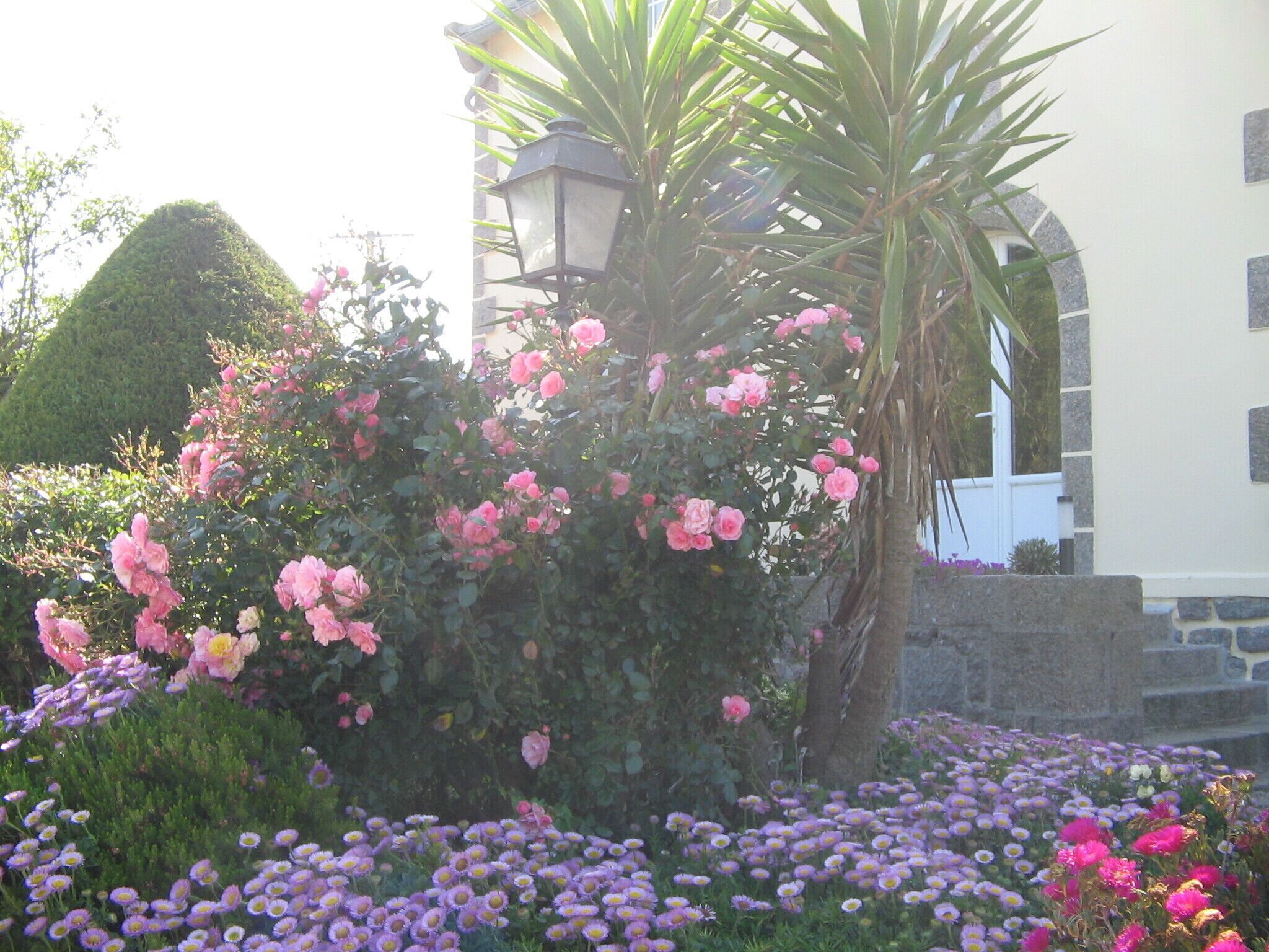 Un jardin agrémenté de rosiers roses, de fleurs violettes et d’un palmier devant un bâtiment doté d’un mur en pierre et d’une lanterne.