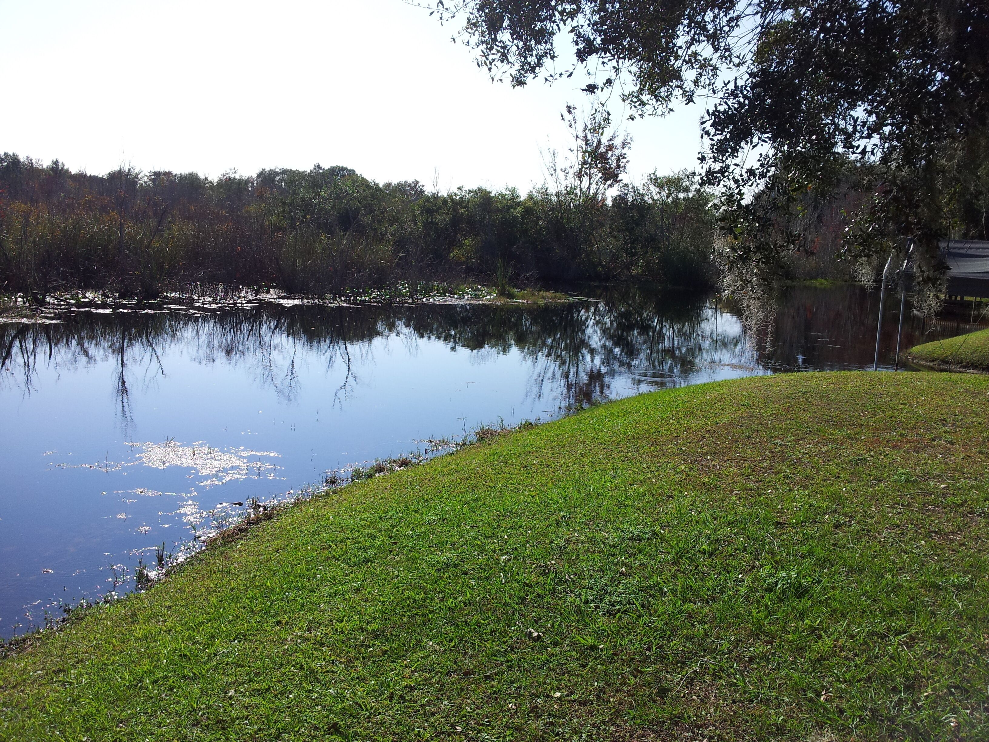 Un lago tranquilo con una orilla cubierta de hierba y árboles al fondo.