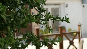 A potted plant with green leaves and red flowers in the foreground, with a balcony and outdoor furniture in the background. - Mudanya Otel (Mudanya)