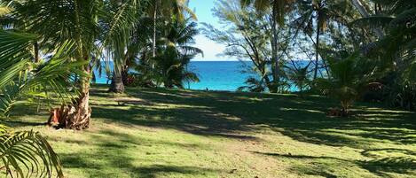 A grassy area with palm trees and a view of the ocean.