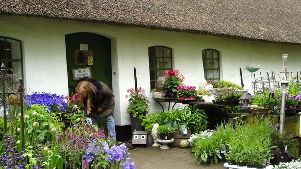 A garden with various plants and flowers in front of a house with a thatched roof.