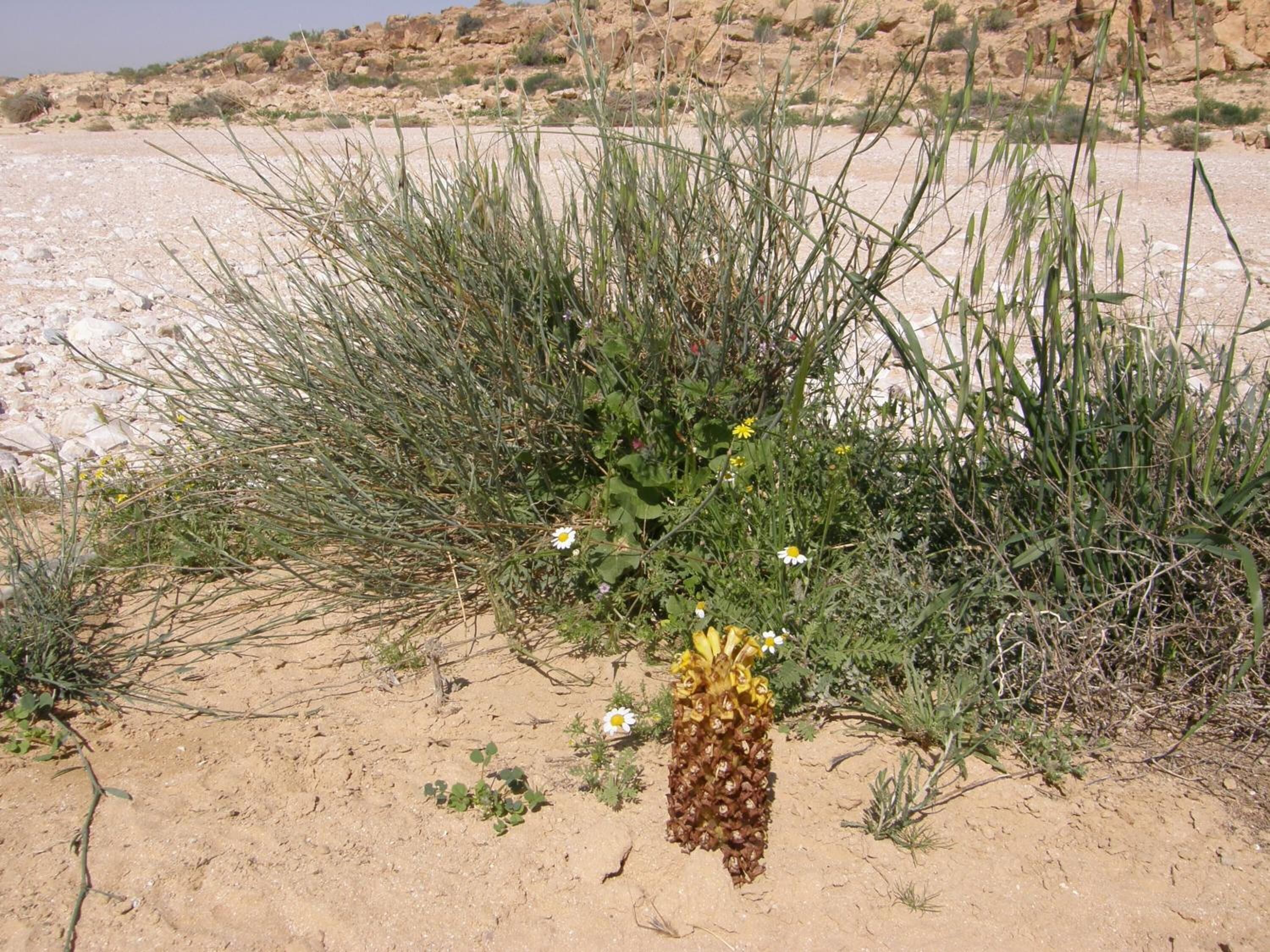 A desert landscape with sparse vegetation, including a cluster of green shrubs and a few yellow flowers.