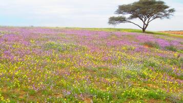 Un champ de fleurs sauvages avec un arbre isolé à l’horizon.