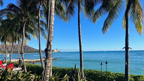 A beachside view with palm trees, a clear blue sky, and a calm sea.