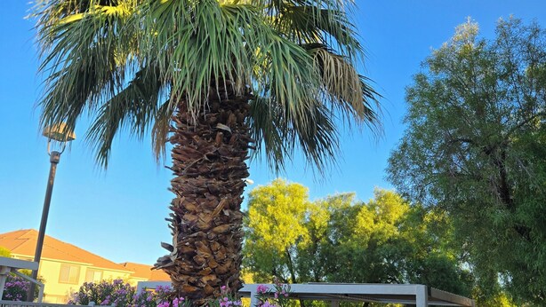 Un palmier, une pergola et des fleurs roses dans un espace jardin.