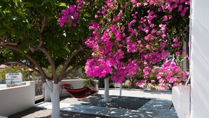A tree with pink flowers, a hammock, and a sign for "Golden Beach Studios." - Felicia s sun-side house, Cycladic house by the beach, true owner hospitality (Naxos)
