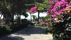 A paved pathway lined with lush greenery and vibrant pink bougainvillea flowers.