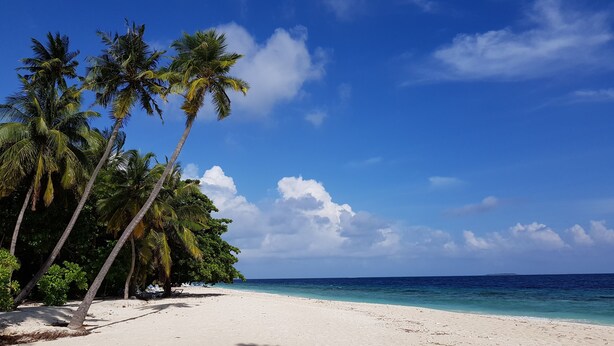 A beach with white sand, palm trees, and a clear blue sky.