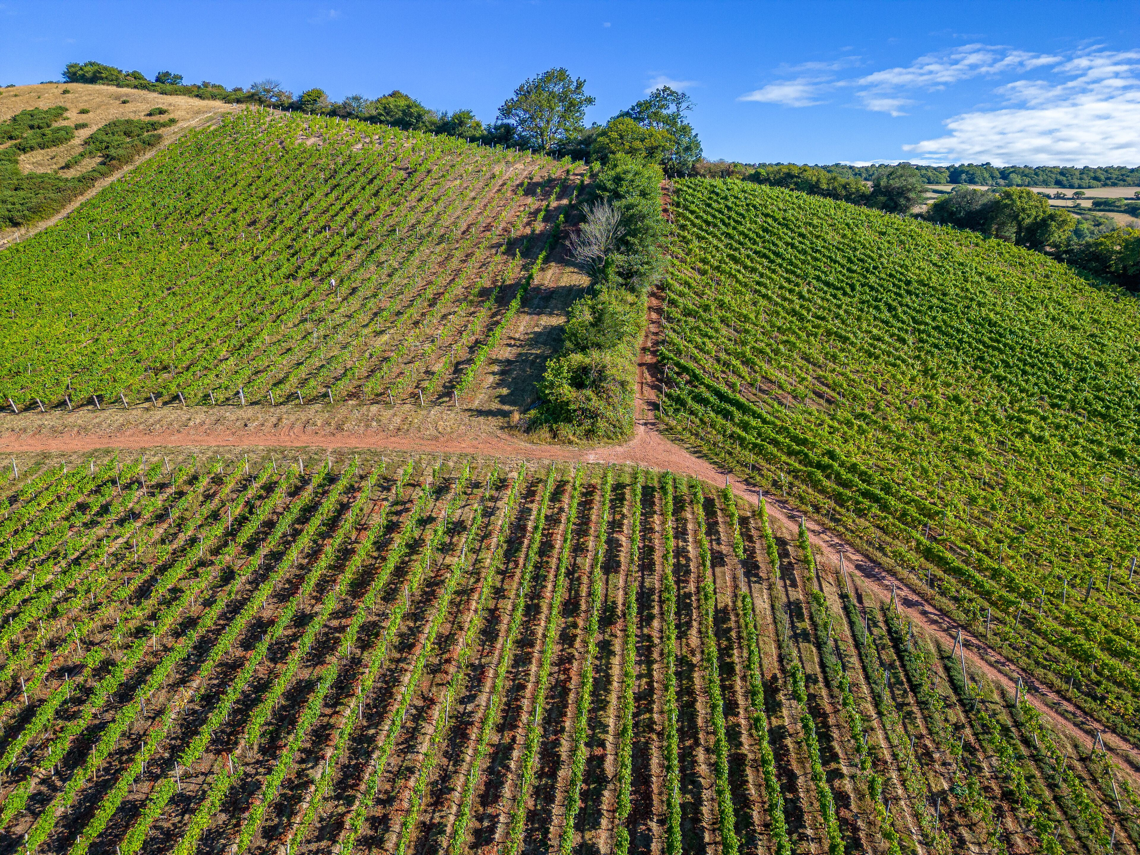 Un vignoble avec des rangées de vignes plantées sur un terrain en pente.