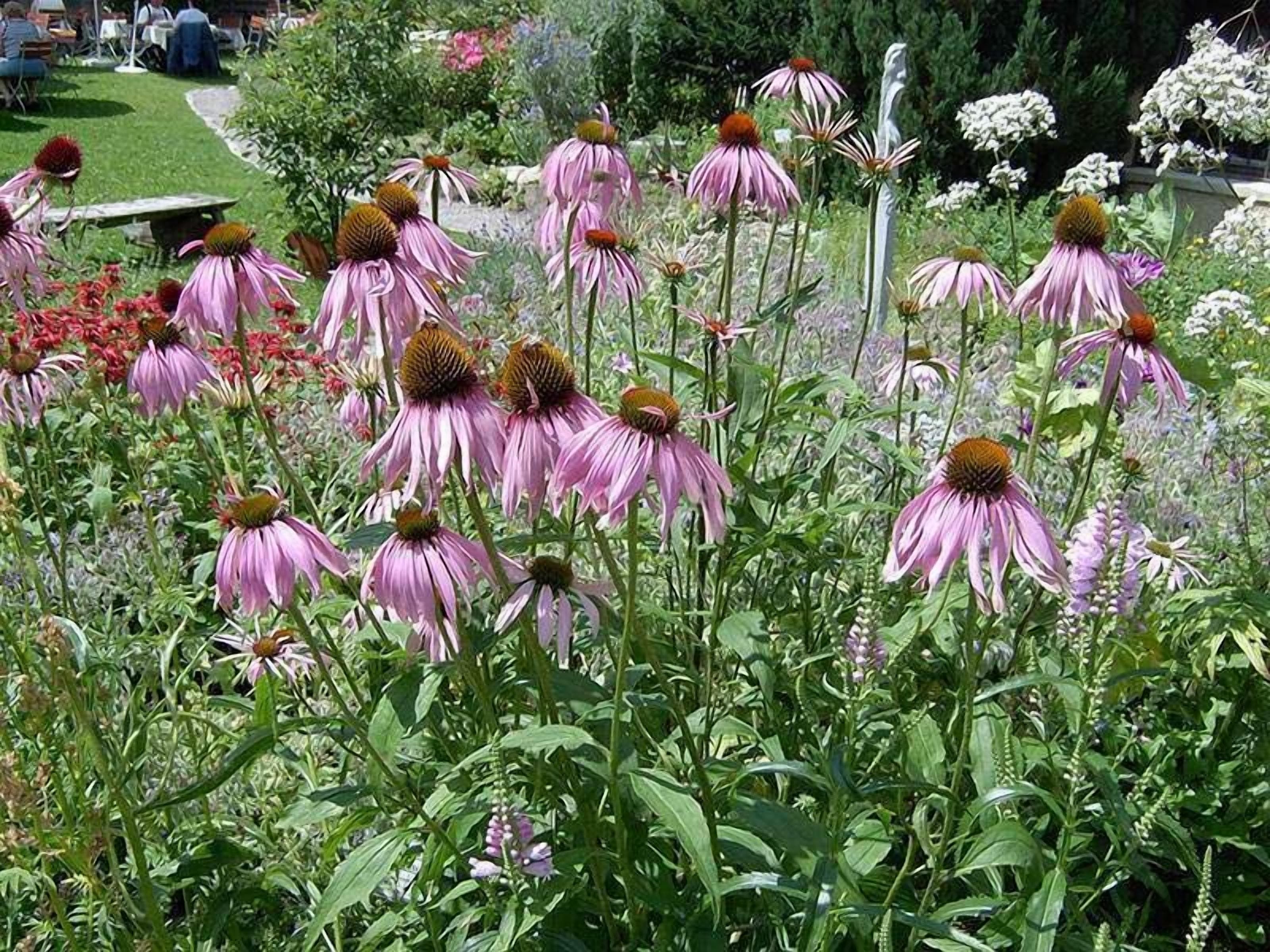 Un jardín con flores rosas y follaje verde.
