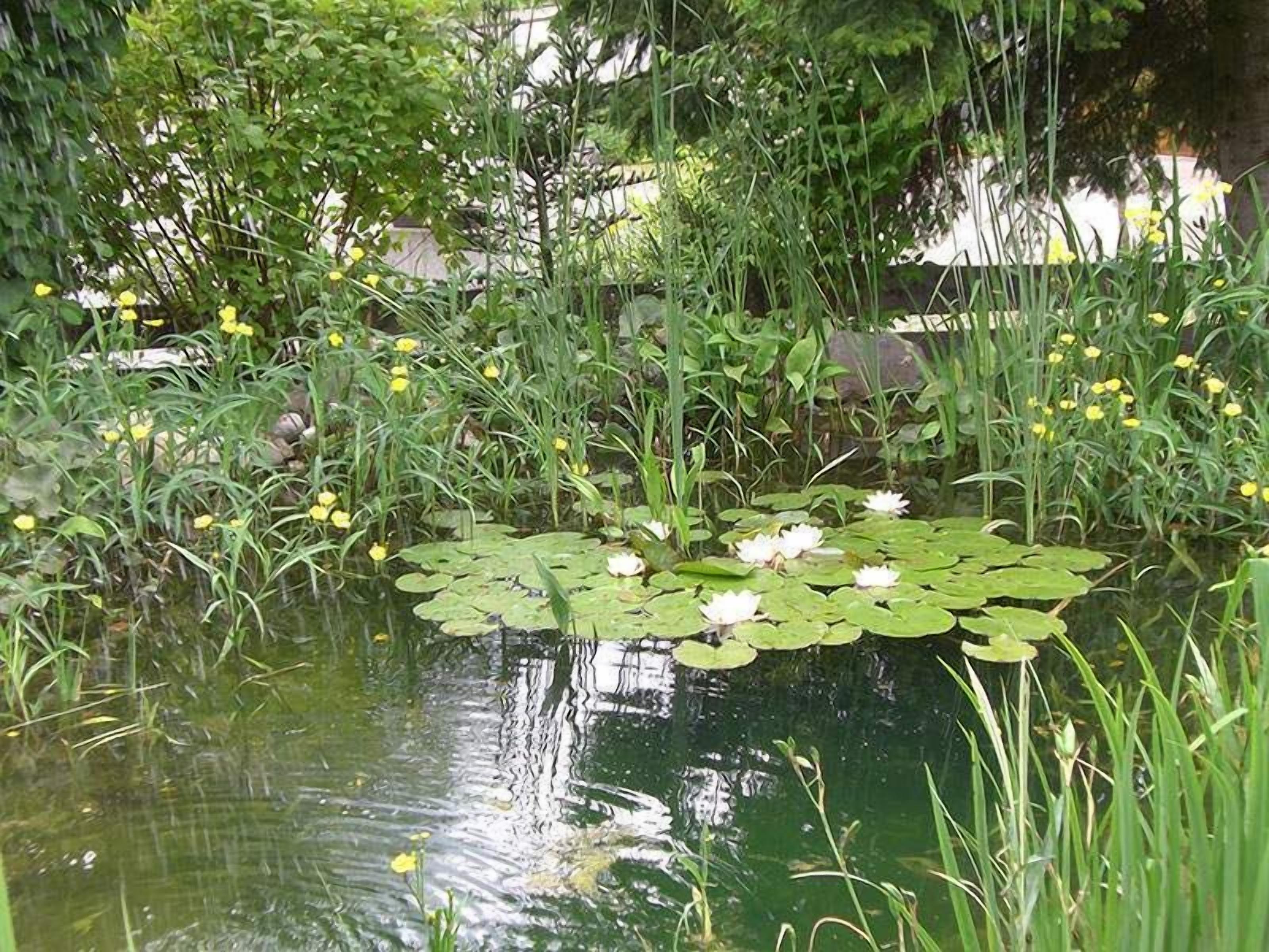 A pond with lily pads and yellow flowers, surrounded by greenery.