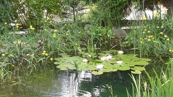 A pond with lily pads and yellow flowers, surrounded by greenery.