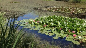 Eine natürliche Landschaft mit einem Teich, umgeben von viel Grün und Bäumen.
