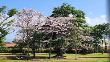 Un parque con árboles de cerezo en flor, una zona verde y un sendero pavimentado.