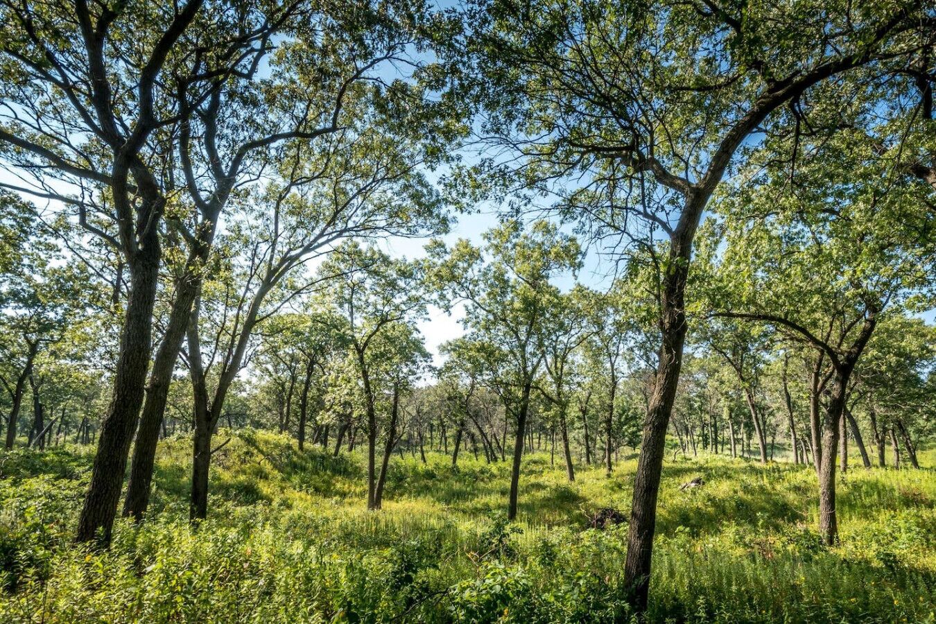 Un área boscosa con árboles altos y vegetación densa.