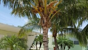 A landscaped garden with palm trees and a pathway. - Beach studio with pool 200 meters from the beach  (Boynton Beach)