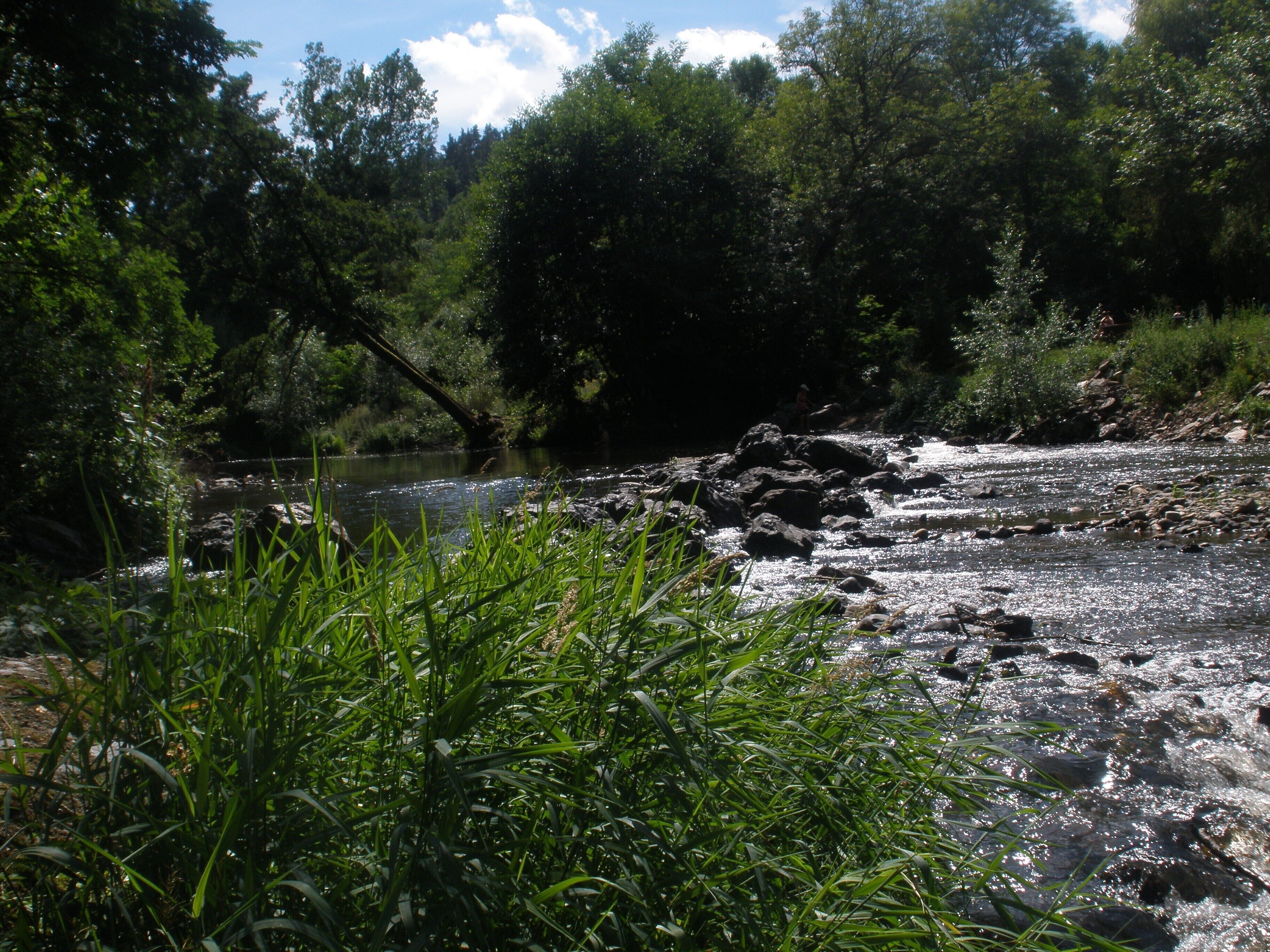 A river flowing through a forested area with rocks and vegetation along the banks.