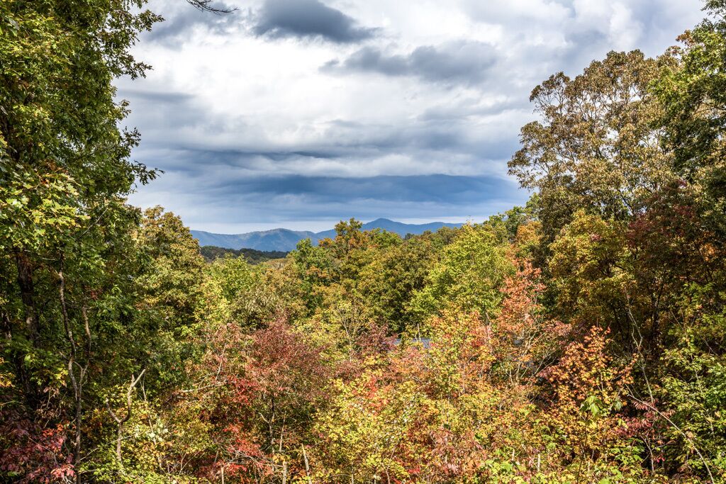 A dense forest with a mountain range in the background.