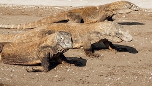 Deux grands varans sur une plage de sable.