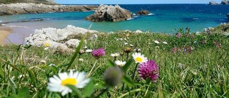A coastal landscape with rocky outcrops, clear blue sea, and wildflowers.