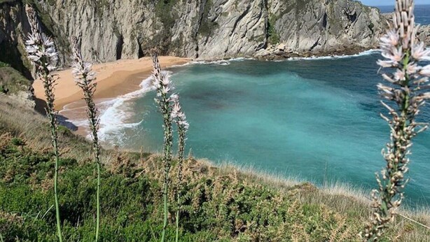Eine Küstenlandschaft mit Klippen, einem Strand und Vegetation.