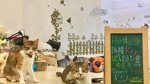 Two cats on a wooden desk with a chalkboard displaying greetings and a small house decoration. - Cat Mia Hostel (Hualien City)