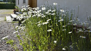 A garden with white flowers in front of a building.